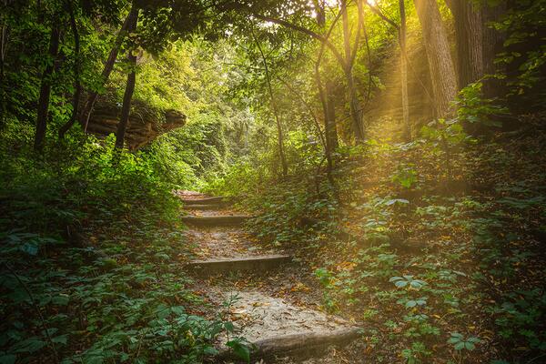 woodland path